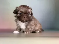 Milkyway , a male Peekapoo for sale in Canton, OH – Photo 3 of 6