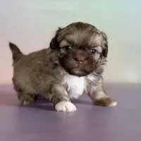 Milkyway DNA parents , a male Peekapoo for sale in Canton, OH – Photo 3 of 10