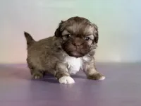 Milkyway , a male Peekapoo for sale in Canton, OH – Photo 2 of 6