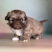 Milkyway DNA parents , a male Peekapoo for sale in Canton, OH – Photo 5 of 10