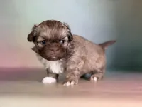 Milkyway , a male Peekapoo for sale in Canton, OH – Photo 4 of 6