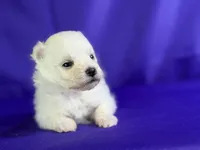 Daisy , a female Maltipom for sale in Canton, OH – 5 of 6