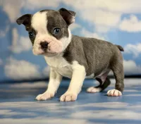 Lux, a male Frenchton for sale in Canton, OH – 2 of 6