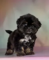Gabbi Black and Tan , a female Shih Tzu for sale in Canton, OH – Photo 1 of 8