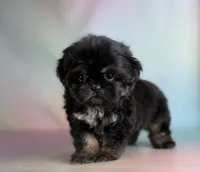 Gabbi Black and Tan , a female Shih Tzu for sale in Canton, OH – Photo 4 of 8