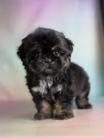 Gabbi Black and Tan , a female Shih Tzu for sale in Canton, OH – Photo 7 of 8