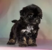 Gabbi Black and Tan , a female Shih Tzu for sale in Canton, OH – Photo 2 of 8