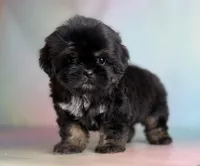 Gabbi Black and Tan , a female Shih Tzu for sale in Canton, OH – Photo 3 of 8