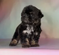 Gabbi Black and Tan , a female Shih Tzu for sale in Canton, OH – Photo 6 of 8