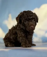 Tiny tim, a male Poodle - Toy  for sale in Canton, OH – 3 of 5