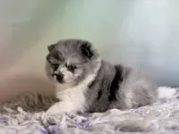 Chanel, a female Pomeranian for sale in Canton, OH – 5 of 6