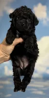 Magic, a female Poodle - Toy  for sale in Canton, OH – 5 of 5