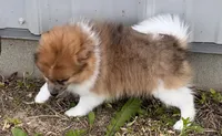ACA speckles, a female Pomeranian for sale in Canton, OH – 2 of 4
