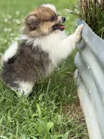 Aca Troy , a male Pomeranian for sale in Canton, OH – 8 of 9