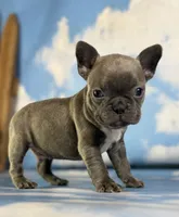 Lorenzo, a male Frenchton for sale in Canton, OH – 5 of 8
