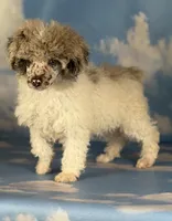 Cosmo , a male Poodle - Miniature  for sale in Canton, OH – 4 of 4