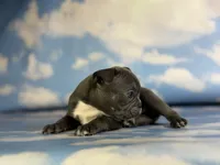 Lexi, a female Frenchton for sale in Canton, OH – 4 of 4