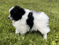 Aca shiba, a female Pomeranian for sale in Canton, OH – 2 of 4