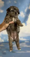 Classy , a female Poodle - Toy  for sale in Canton, OH – 6 of 6