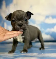 Lexi, a female Frenchton for sale in Canton, OH – 1 of 4
