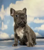 Lorenzo, a male Frenchton for sale in Canton, OH – 2 of 8