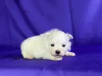 Daisy , a female Maltipom for sale in Canton, OH – 2 of 6