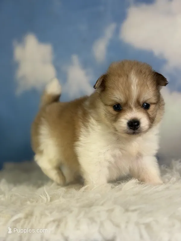 Aca Peanut  – Pomeranian puppy for sale in Canton, OH