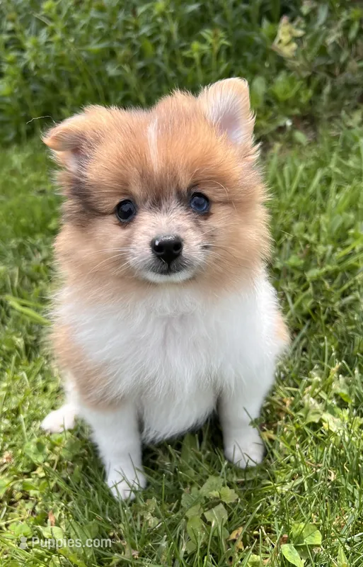 ACA speckles – Pomeranian puppy for sale in Canton, OH