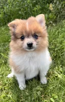 ACA speckles, a female Pomeranian for sale in Canton, OH – 1 of 4