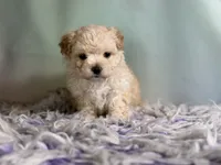 Taffy, a female Maltipoo for sale in Canton, OH – 3 of 6