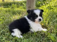 ACA macy Black and tan , a female Pomeranian for sale in Canton, OH – 5 of 5