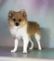 ACA speckles partial blue eye, a female Pomeranian for sale in Canton, OH – 7 of 8