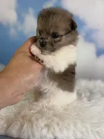 ACA Pixel , a female Pomeranian for sale in Canton, OH – 1 of 7