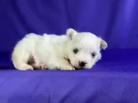 Daffodil, a female Maltipom for sale in Canton, OH – 2 of 7