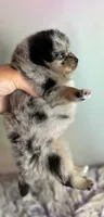 Tulip, a female Pomeranian for sale in Canton, OH – 4 of 8