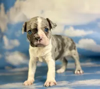 Loki, a male Frenchton for sale in Canton, OH – 4 of 5