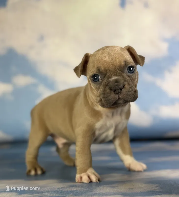 Luigi – Frenchton puppy for sale in Canton, OH