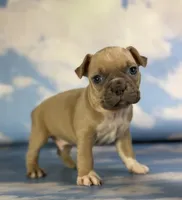 Luigi, a male Frenchton for sale in Canton, OH – 1 of 3