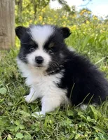 ACA macy Black and tan , a female Pomeranian for sale in Canton, OH – 2 of 5