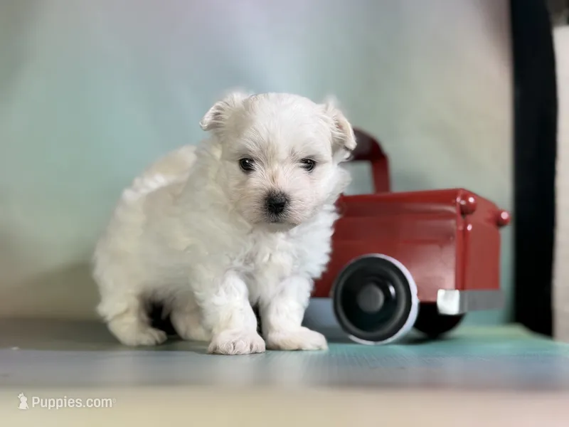 Donut  – Maltipom puppy for sale in Canton, OH