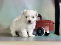 Donut , a male Maltipom for sale in Canton, OH – 2 of 10
