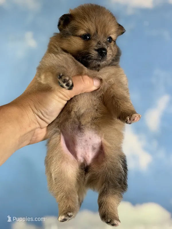 Aca Penny – Pomeranian puppy for sale in Canton, OH