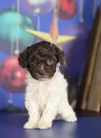 ACA DNA hazelnut, a female Poodle - Toy  for sale in Canton, OH – Photo 6 of 7