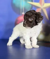 ACA DNA hazelnut, a female Poodle - Toy  for sale in Canton, OH – Photo 4 of 7