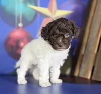 ACA DNA hazelnut, a female Poodle - Toy  for sale in Canton, OH – Photo 3 of 7