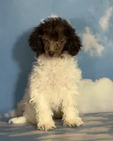 ACA DNA hazelnut, a female Poodle - Toy  for sale in Canton, OH – Photo 1 of 7