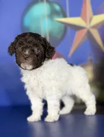 ACA DNA hazelnut, a female Poodle - Toy  for sale in Canton, OH – Photo 5 of 7