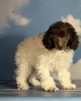 ACA DNA hazelnut, a female Poodle - Toy  for sale in Canton, OH – Photo 2 of 7