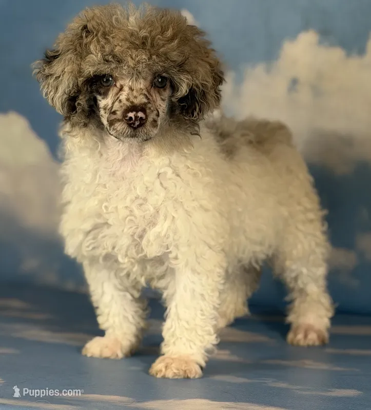Cosmo  – Poodle - Miniature  puppy for sale in Canton, OH