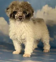 Cosmo , a male Poodle - Miniature  for sale in Canton, OH – 1 of 4